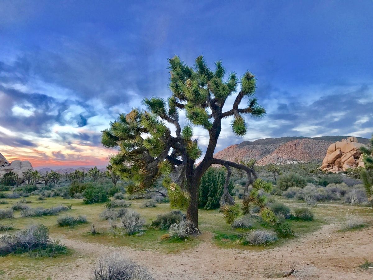 The image shows a Joshua tree in a desert landscape at sunset, with a colorful sky and distant mountains in the background.