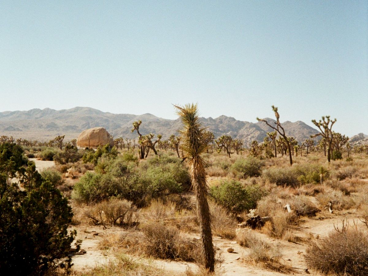 The image shows a desert landscape with a Joshua tree, dry bushes, and distant mountains under a clear, blue sky.