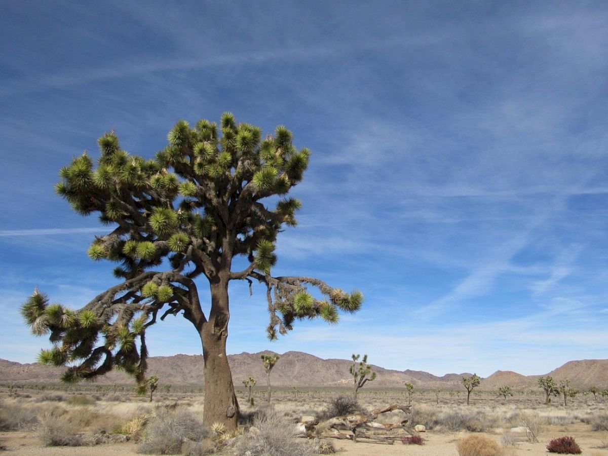 A large desert tree stands under a clear sky with scattered wispy clouds, set in a dry, arid landscape with distant mountains and sparse vegetation.