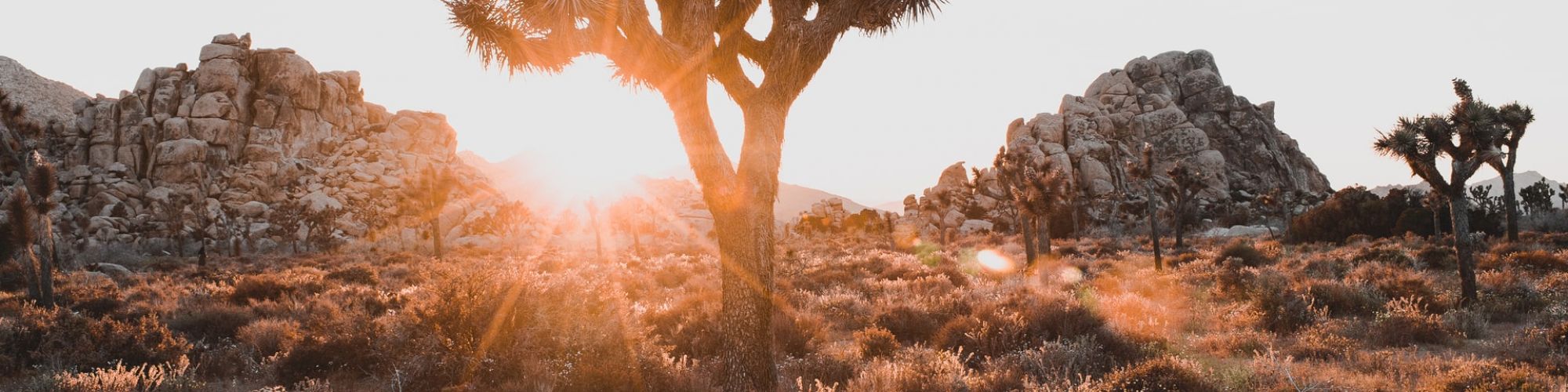 A desert landscape at sunset featuring a Joshua tree in the foreground, with rocky formations and sparse vegetation in the background.