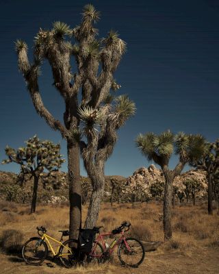 Two bicycles are leaning against a Joshua tree in a desert landscape with more Joshua trees in the background under a clear sky.