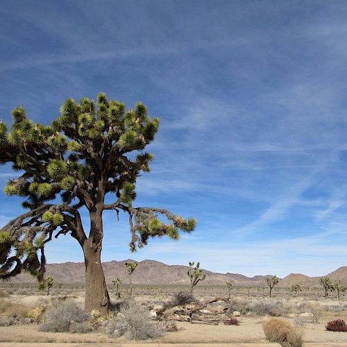 The image shows a Joshua tree standing in a desert landscape under a blue sky with wispy clouds. The background includes distant hills and sparse vegetation.