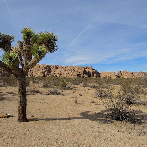 The image shows a desert landscape with a Joshua tree in the foreground and rocky formations in the background, under a clear blue sky.