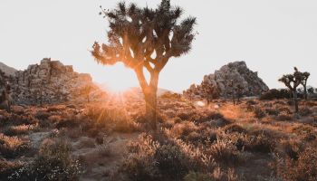 A Joshua tree with the sun setting behind it, surrounded by desert landscape and distant rocky formations.