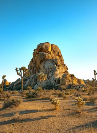 A large rock formation in a desert landscape with scattered shrubs and Joshua trees under a clear blue sky at sunset.