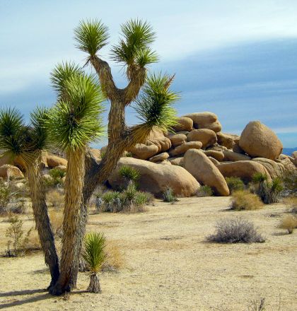 The image features a desert landscape with a Joshua tree in the foreground, and scattered large rock formations in the background, under a cloudy sky.