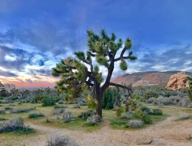 A Joshua tree stands in the middle of a desert landscape with a vibrant sky and mountains in the background, under a beautiful sunset.